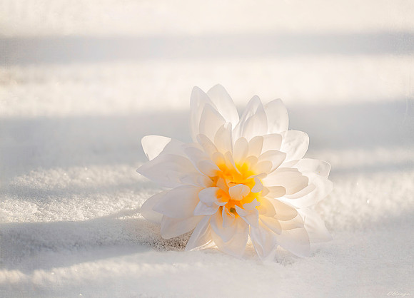 White...